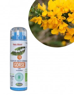 Fleur de Bach GORSE n°13 (Ajonc) – granules sans alcool Kosméo
