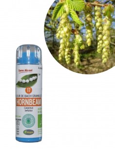 Fleur de Bach HORNBEAM n°17 (Charme) – granules sans alcool Kosméo