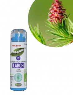 Fleur de Bach LARCH n°19 (Mélèze) – granules sans alcool Kosméo
