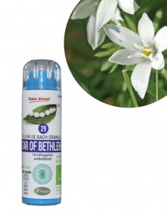 Fleur de Bach STAR OF BETHLEHEM n°29 (Dame-d’onze-heures) – granules sans alcool Kosméo