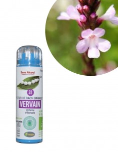 Fleur de Bach VERVAIN n°31 (Verveine) – granules sans alcool Kosméo