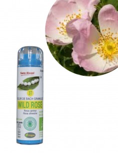 Fleur de Bach WILD ROSE n°37 (Églantier) – granules sans alcool Kosméo