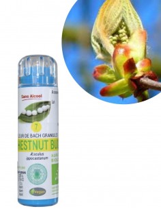 Fleur de Bach CHESTNUT BUD n°7 (Bourgeon de marronnier) – granules sans alcool Kosméo