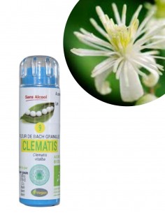 Fleur de Bach CLEMATIS n°9 (Clématite) – granules sans alcool Kosméo