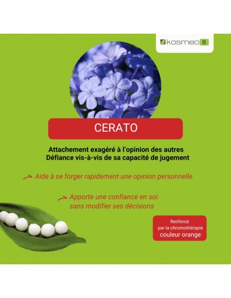 Fleur de Bach CERATO – pour ceux qui doutent de leur propre jugement et cherchent constamment l’avis des autres