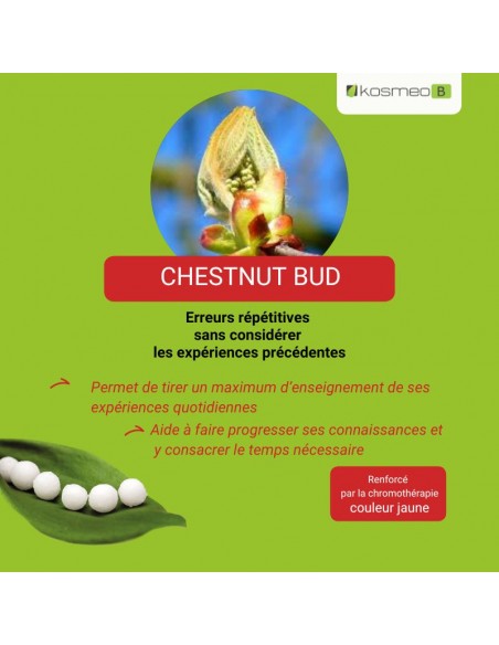 Fleur de Bach CHESTNUT BUD – pour ceux qui répètent les mêmes erreurs sans en tirer les leçons