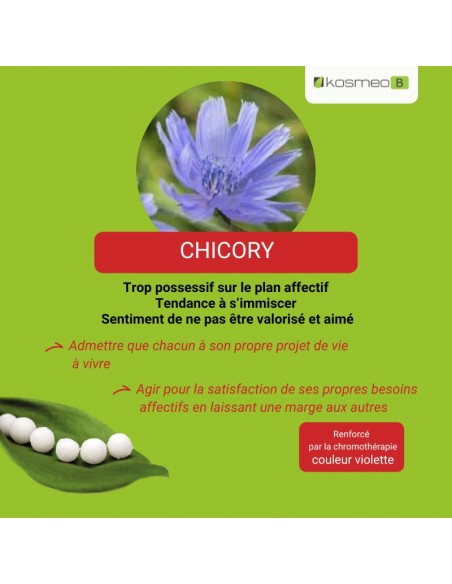 Fleur de Bach CHICORY – pour ceux qui donnent de l’amour de manière possessive et attendent beaucoup en retour