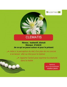 Fleur de Bach CLEMATIS n°9 (Clématite) – granules sans alcool Kosméo 2