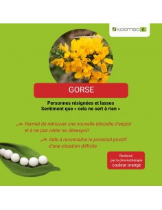 Fleur de Bach GORSE n°13 (Ajonc) – granules sans alcool Kosméo 2