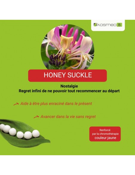 Fleur de Bach HONEYSUCKLE – pour ceux qui vivent dans le passé, nostalgiques ou figés
