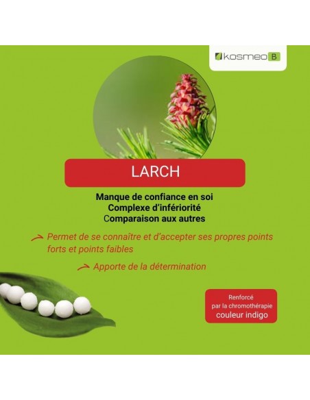 Fleur de Bach LARCH – pour le manque de confiance en soi et la peur de l’échec