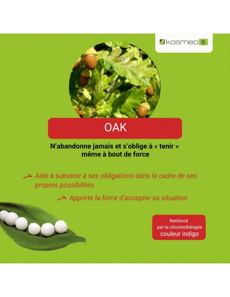 Fleur de Bach OAK – pour les personnes fortes qui s’épuisent à force de persévérer