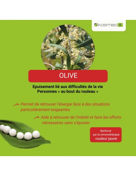 Fleur de Bach OLIVE – pour l’épuisement physique ou mental après des efforts prolongés