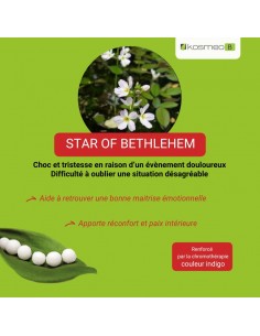 Fleur de Bach STAR OF BETHLEHEM n°29 (Dame-d’onze-heures) – granules sans alcool Kosméo 2