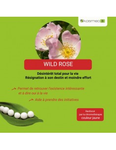 Fleur de Bach WILD ROSE n°37 (Églantier) – granules sans alcool Kosméo 2