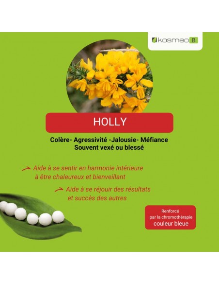 Fleur de Bach HOLLY – pour les sentiments de jalousie, haine ou suspicion