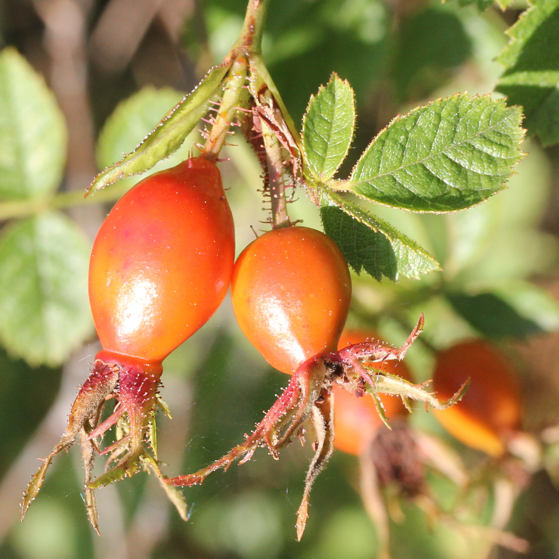 Fruits de Rosa rubiginosa